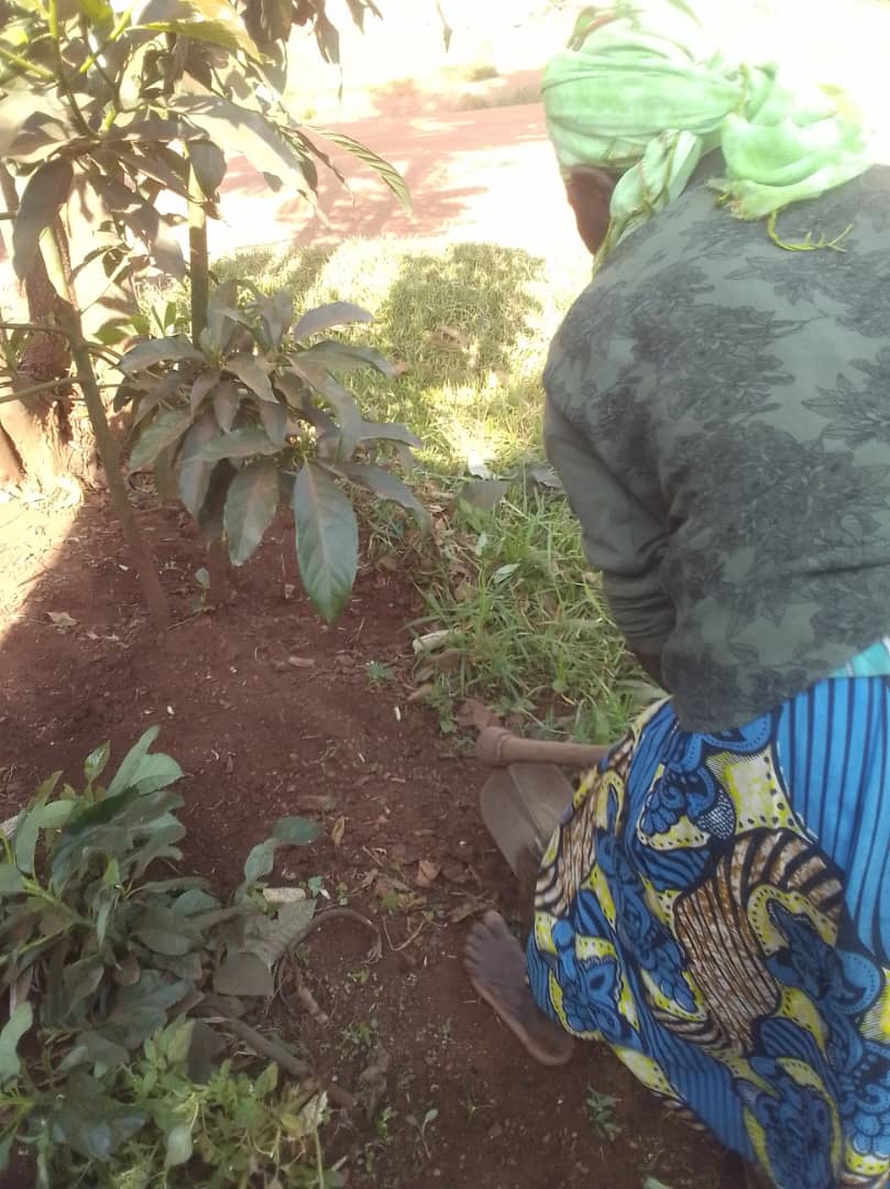 DalilaLtd29918's tweet photo. π± Growing Dreams Together π±
In the villages, we stand with smallholder farmers, guiding them on young trees care.
They plant with hope for good returns. With the right techniques, we turn their efforts into lasting success.
#FarmingWithImpact #GrowWithDFC https://t.co/ZTjP2fx71G