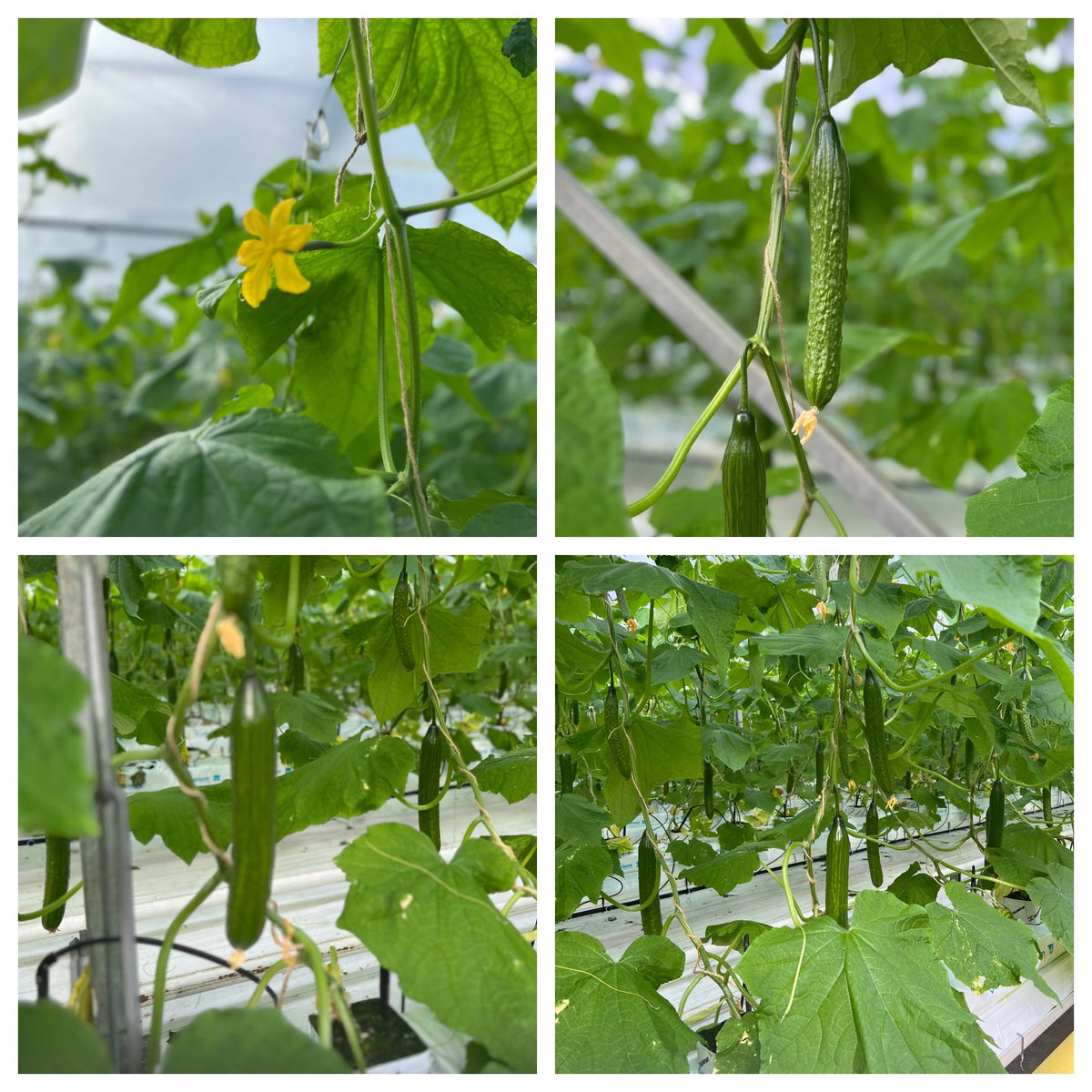 One in 80 million humble Cucumbers!

The Cucumber Capital of Britain produces around 80 million sticks a year

 #Cucumber #Horticulture #CEA #CEH #Stayhumble #Backbritishfarming #Backbritishgrowing #NFU25 #Stopthefamilyfarmtax #Salad #Food #Environment #Netzero #energy