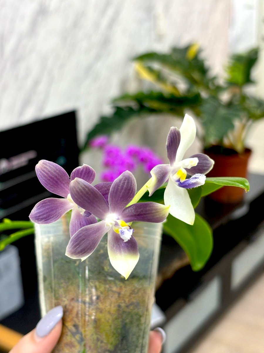 Phal. speciosa 'Super Purple'
盾花蝴蝶 '超級紫'

LINE ID：8240749
🛒Shopping more：
mikiorchid.com.tw/wholesale-area
📽️Youtube - Miki Plant Show：
youtube.com/shorts/GsbIDqd…

#Phalaenopsis
#Orchid
#胡蝶蘭
#mikiorchid