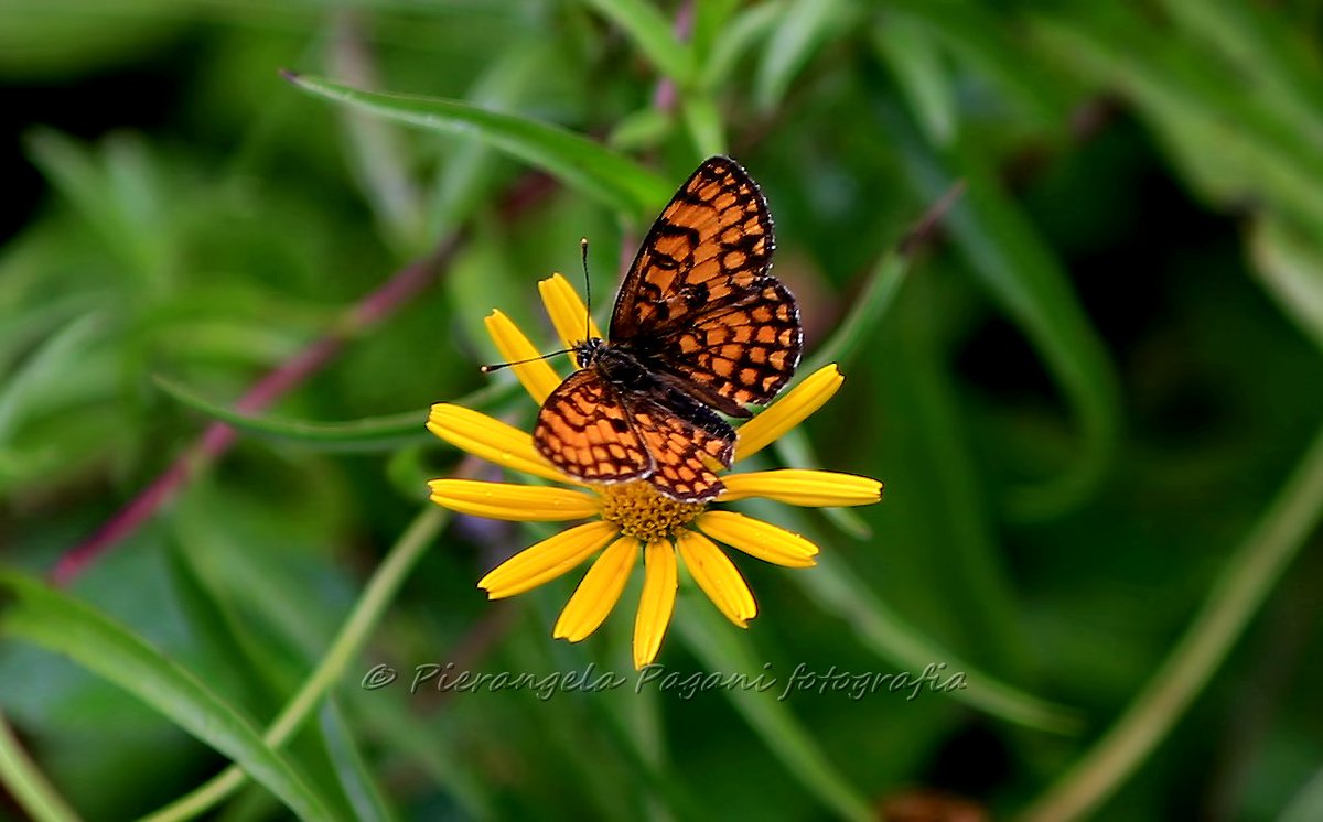 #aSuaVolta 
nel limbo del giorno,
le onde saranno grandi e burrascose,
ma anche miti e gentili.
Sulla spiaggia del giorno,
piccole orme lasciano il segno.
