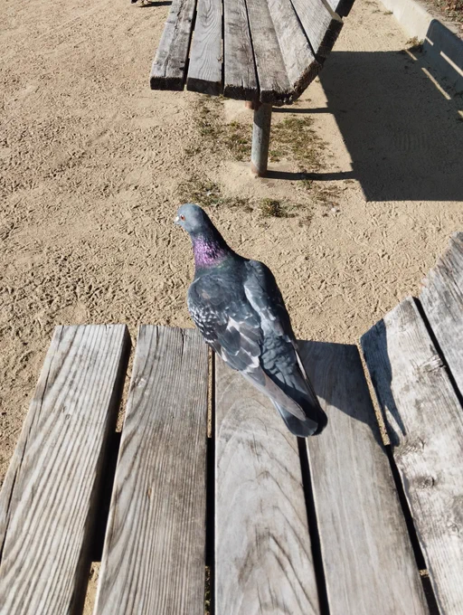 にしても今日は全然寒くないのねん('ー`)bそして休憩してたら鳩さんが寄ってきたですよ〜 