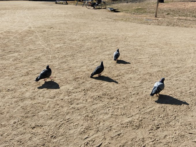 にしても今日は全然寒くないのねん('ー`)b
そして休憩してたら鳩さんが寄ってきたですよ〜😎🐦⬛🏞️