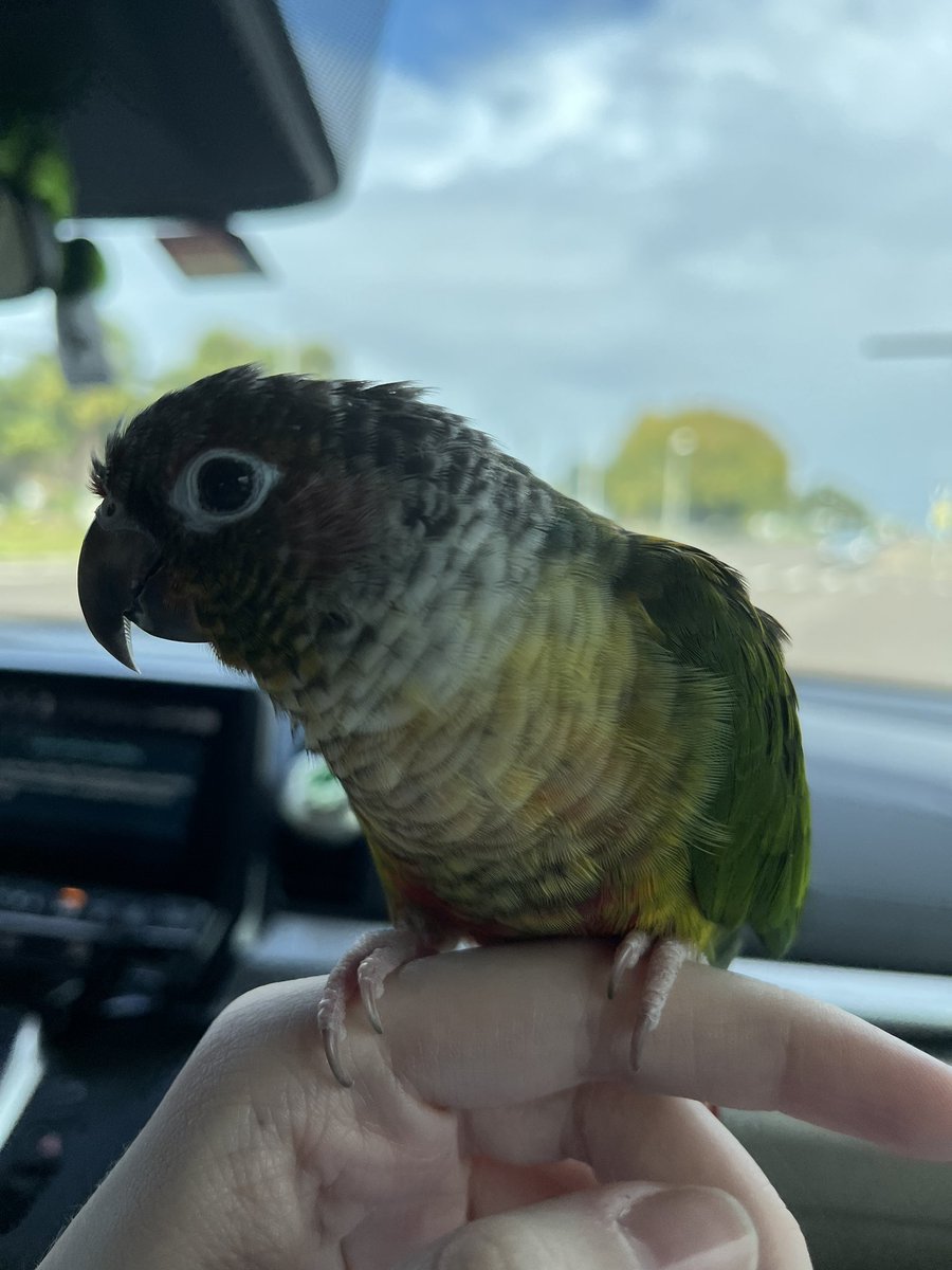 🧡Mango🧡 (@HoloMeMango) / Posts / X
