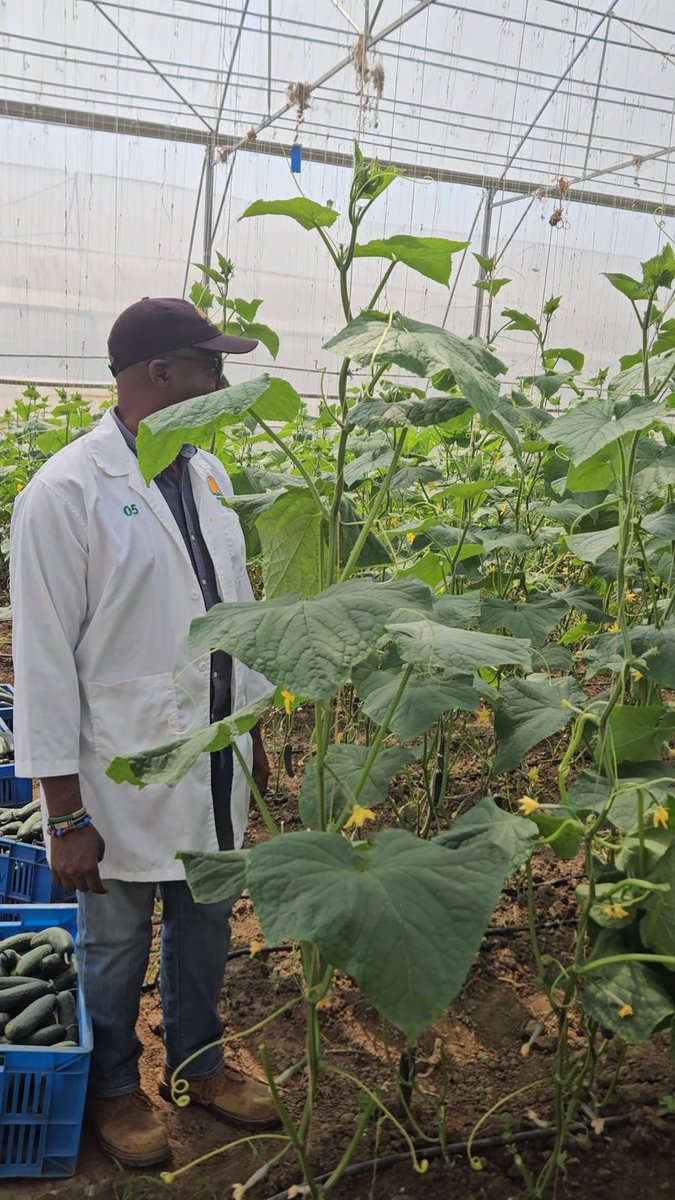 Harvesting cucumbers 🥒 in the greenhouse at Ndego Farm in Rwanda 🇷🇼. #greenhousefarming #CucumberHarvest #sustainablefarming #Rwanda <a href="/RwandaAgri/">Ministry of Agriculture & Animal Resources |Rwanda</a>
