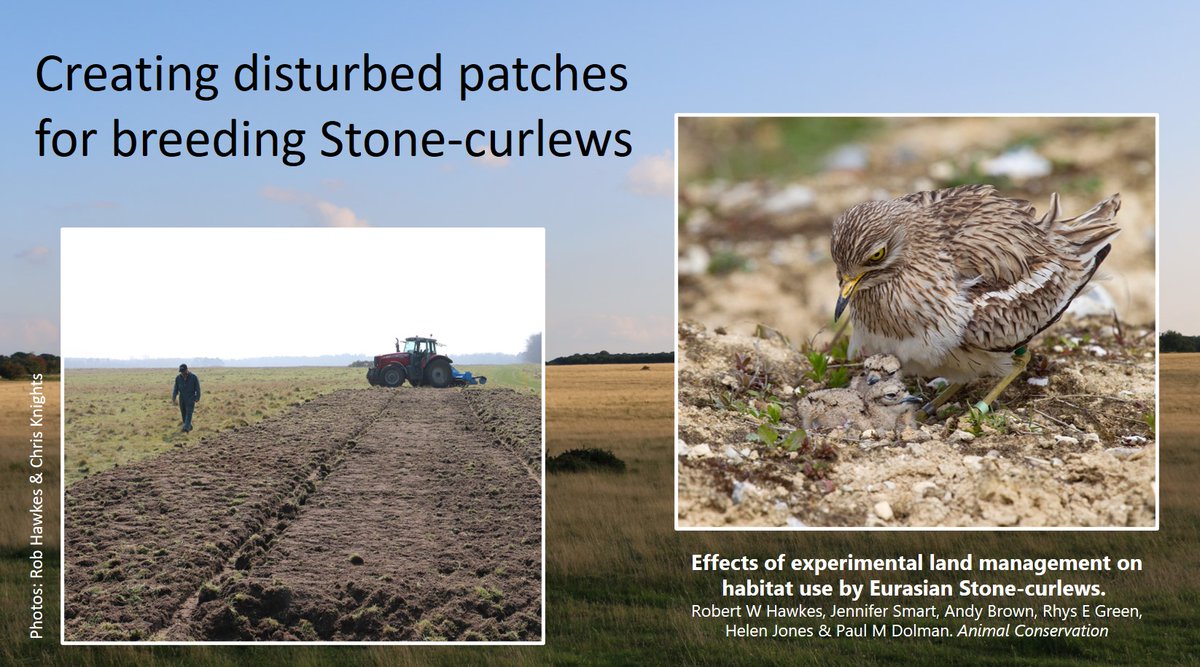 Graham Appleton (@grahamfappleton) on Twitter photo Active management for Stone-curlews
wadertales.wordpress.com/2021/02/26/gra…
WaderTales blog from 26 Feb 2021 🎂4️⃣
Paper by <a href="/Robert_W_Hawkes/">Robert Hawkes</a> et al
#ConservationScience Active management for Stone-curlews
wadertales.wordpress.com/2021/02/26/gra…
WaderTales blog from 26 Feb 2021 🎂4️⃣
Paper by <a href="/Robert_W_Hawkes/">Robert Hawkes</a> et al
#ConservationScience