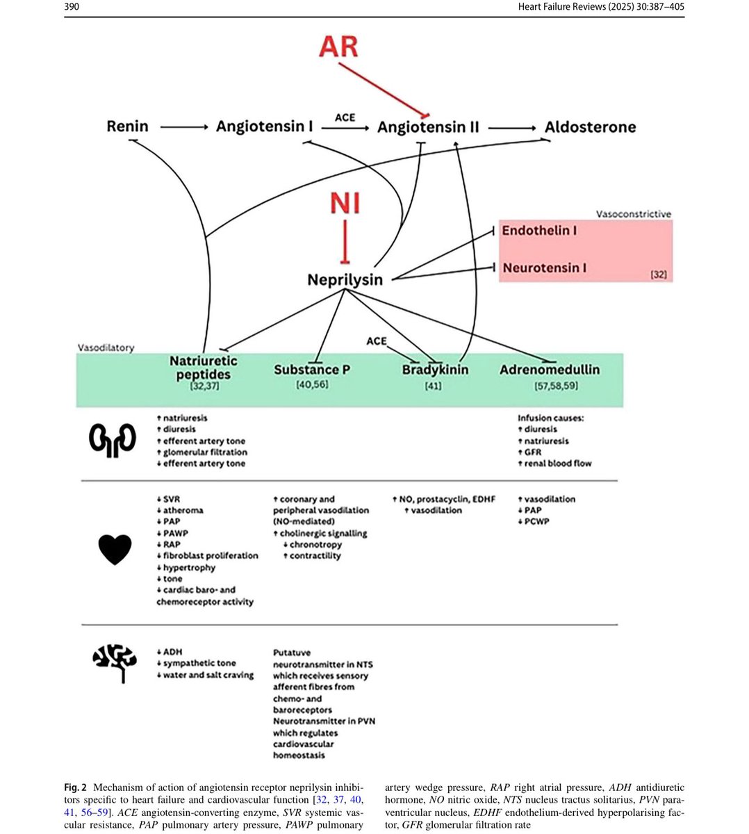 hardik4u24's tweet image. 🚀 Unveil the magic of ARNI (e.g., Valsartan-Sacubitril) in heart failure! 💥 

Boosts natriuresis, vasodilation, and more for heart-kidney harmony! 🫀🫘 

#ARNI #Nephrology #HeartFailure #CardioRenal #MedTwitter