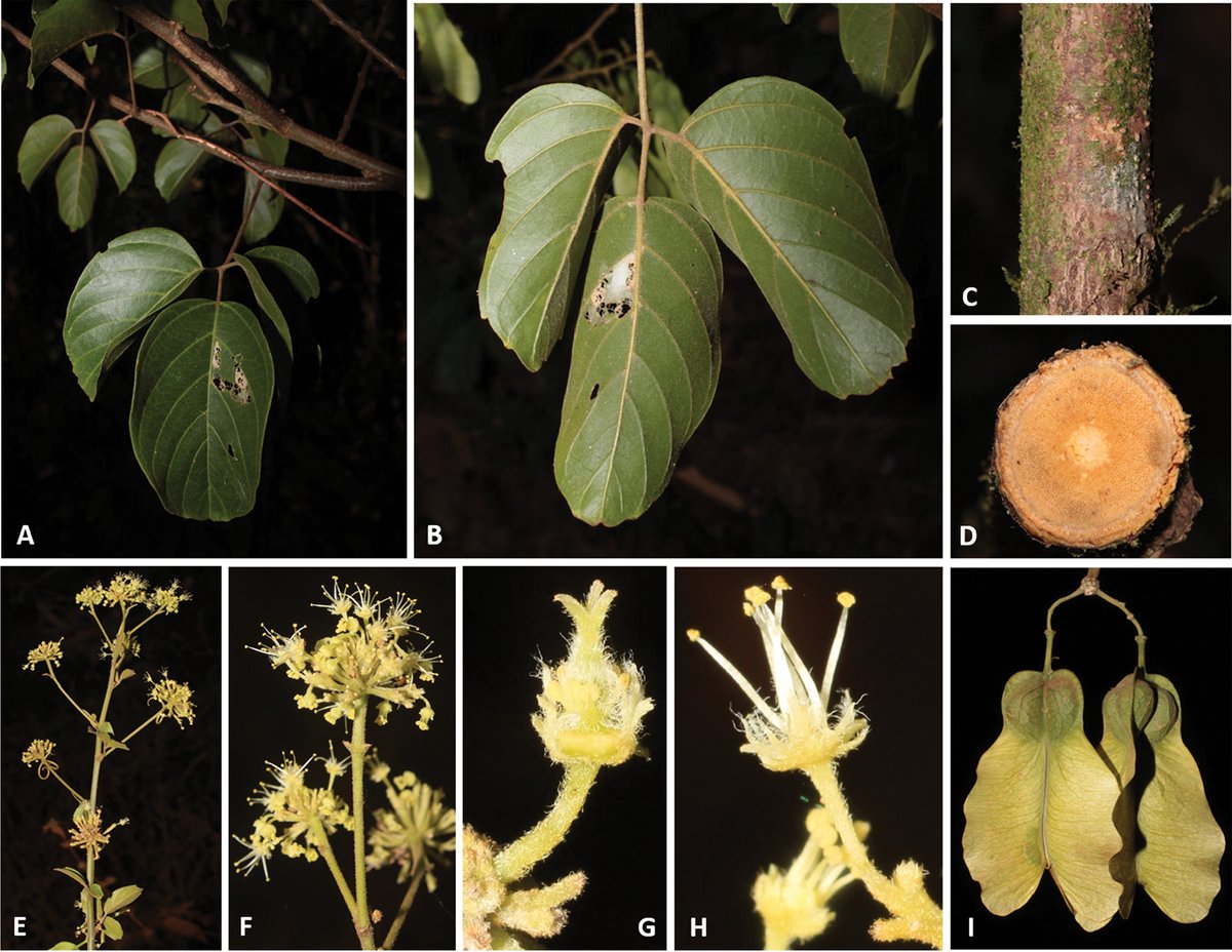 A taxonomic revision and phylogenetic study confirms the monophyly of Thinouia, describes a new Amazonian species, and provides an updated key, distribution maps, and conservation assessments. 

🔗 doi.org/10.3897/phytok… 

#Sapindaceae