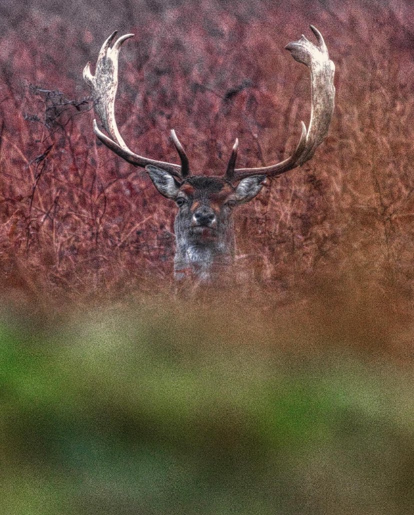 rvhaarle's tweet photo. Photographing fallow #deer in Dutch #forests during #February is a game of #patience, but a #Sony full-frame #camera with a #telezoom lens makes every shot worth it. https://t.co/qtTOi0AwDN