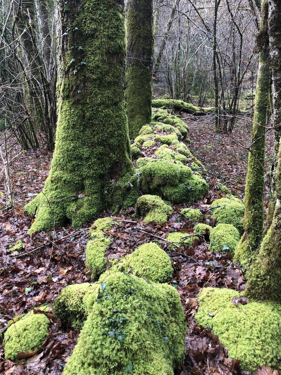 PEFCTerritoires's tweet photo. Visite  du site « Hêtre en Forêt » avec FIBOIS Nouvelle-Aquitaine . Un bel exemple de gestion durable de la foret suivi du Comité Territorial. Perspectives 2025 et présentation d’Observabois Nouvelle-Aquitaine🌳🌲 https://t.co/6e4wcqO0IU