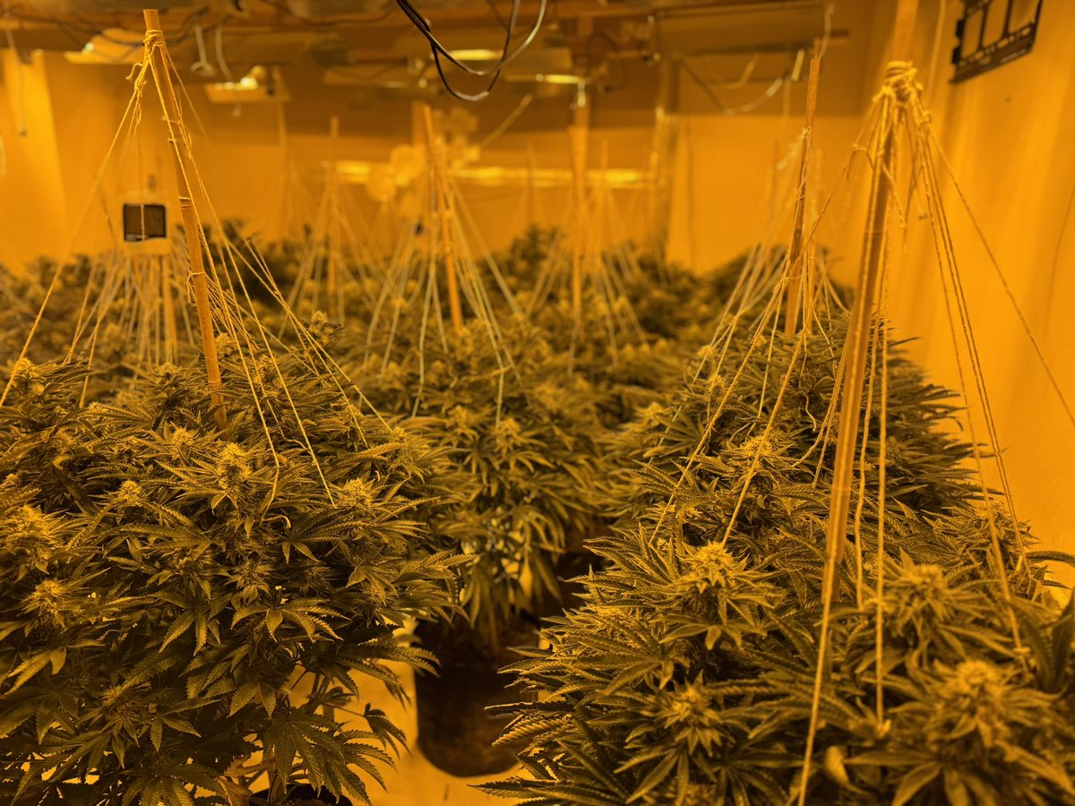 Foleshill officers conducted a drugs warrant and located a cannabis grow, 1 person arrested 
#Suspectagrowletusknow
#weedingitout
#Neighbourhoodpolicing