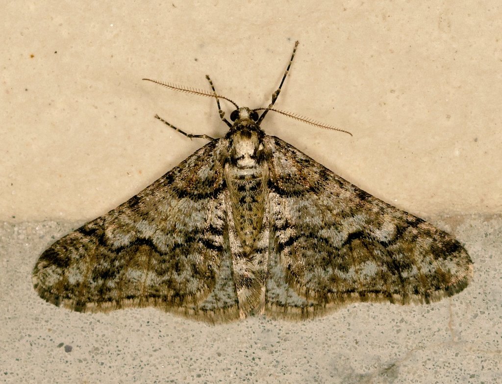 Weißgrauer Breitflügelspanner (Agriopis leucophaearia) Die Männchen dieses Falters sitzen bereits im Februar abends an hell erleuchteten Fenstern.