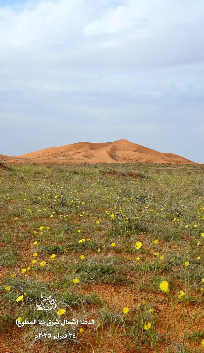 أجمل لوحة طبيعية.. الدهناء الخضراء الصفراء 🇸🇦

#قناة_الصحراء