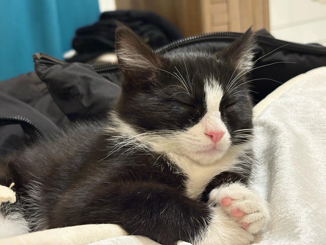 خواستگار‌های این دو بچه کجان؟ 
اولویت اینه که با هم #واگذار بشن 🥹