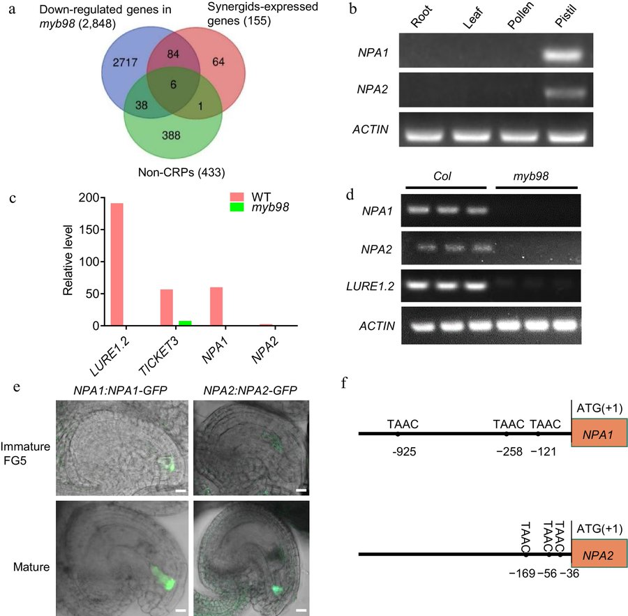 MaximumAcademic's tweet photo. #SeedBio
New discovery: Arabidopsis uses non-defensin peptide NPA1 to attract pollen tubes, revealing diversity in plant fertilization signals!
@PlantSciRes #PlantScience #PollenTube
Details: https://t.co/JD0MzbZ2WI https://t.co/iN4gHr5FSD