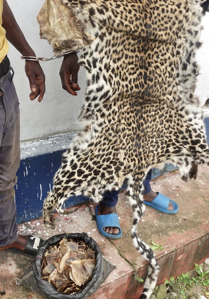 Republic of Congo -  2 traffickers arrested with a leopard skin and scales of giant pangolin. The illegal trade is threatening the survival of the leopard, especially in central and west Africa where we believe a silent race to extinction is going below conservationists’ radar.