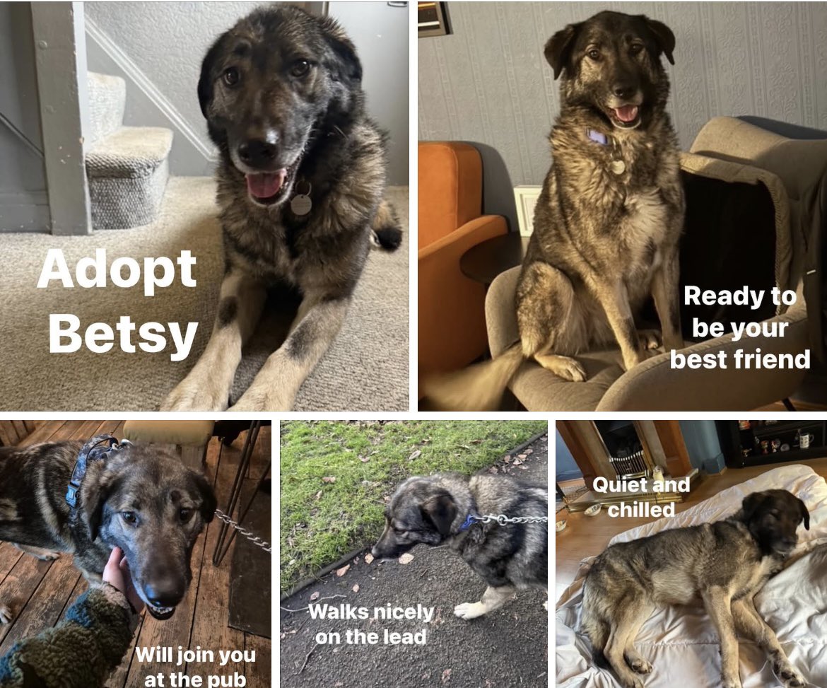 Dogs4Rescue's tweet photo. Betsy’s special foster to get used to home life has been a resounding success 🥳 So now she is ready for adoption and pawficially looking in for her forever home https://t.co/6CfsRBh7ZD
Foster dad Sam says: 
“Betsy is a gentle giant and despite being nervous is starting to come out of her shell and become cheeky and playful. She is great with dogs and humans and she loves a belly rub and a treat. She has an amazing temperament and enjoys watching TV and going to the pub. She is great on the lead, is more or less silent and does not beg.”

Betsy is going to make someone an incredible companion 🐶🥰 We rehome across the North West