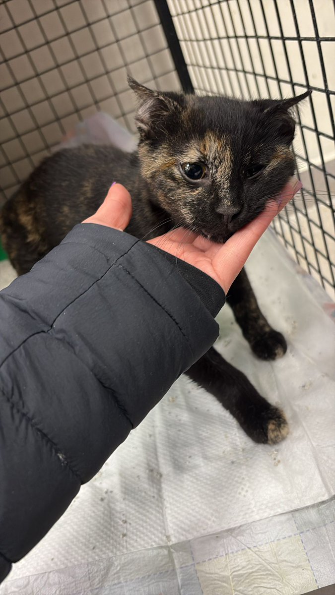 Kar başladığı gün kapıma gelince aldım kısırlaştırdım. Hem karı sıcakta atlatmış oldu hem kısırlaştı. Taburcu olma vakti geldi. Çok sevecen bir minnnoş. Devamlı patiler mirimiri moromoro geziyor. Salmadan sokağına bir şansını denemek istedim belki biri tortiş annesi olmak ister🥹