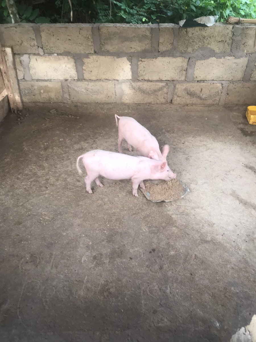 _DCNature's tweet image. My name is Nyamekye.. please kindly call me DC Nature form Takoradi but i currently based in Assin South, Assin Nsuta. I am young energetic farmer. l sell pigs for slaughter..yeah i mean pig for pork..you want to buy please call 0555200351 or 050 0428891..stay with me Thank you❤️