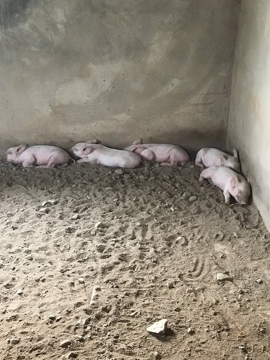 _DCNature's tweet image. My name is Nyamekye.. please kindly call me DC Nature form Takoradi but i currently based in Assin South, Assin Nsuta. I am young energetic farmer. l sell pigs for slaughter..yeah i mean pig for pork..you want to buy please call 0555200351 or 050 0428891..stay with me Thank you❤️