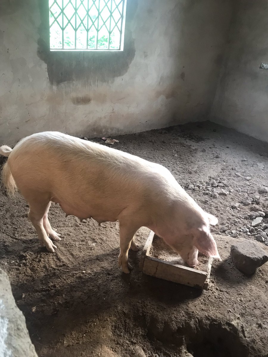 _DCNature's tweet image. My name is Nyamekye.. please kindly call me DC Nature form Takoradi but i currently based in Assin South, Assin Nsuta. I am young energetic farmer. l sell pigs for slaughter..yeah i mean pig for pork..you want to buy please call 0555200351 or 050 0428891..stay with me Thank you❤️