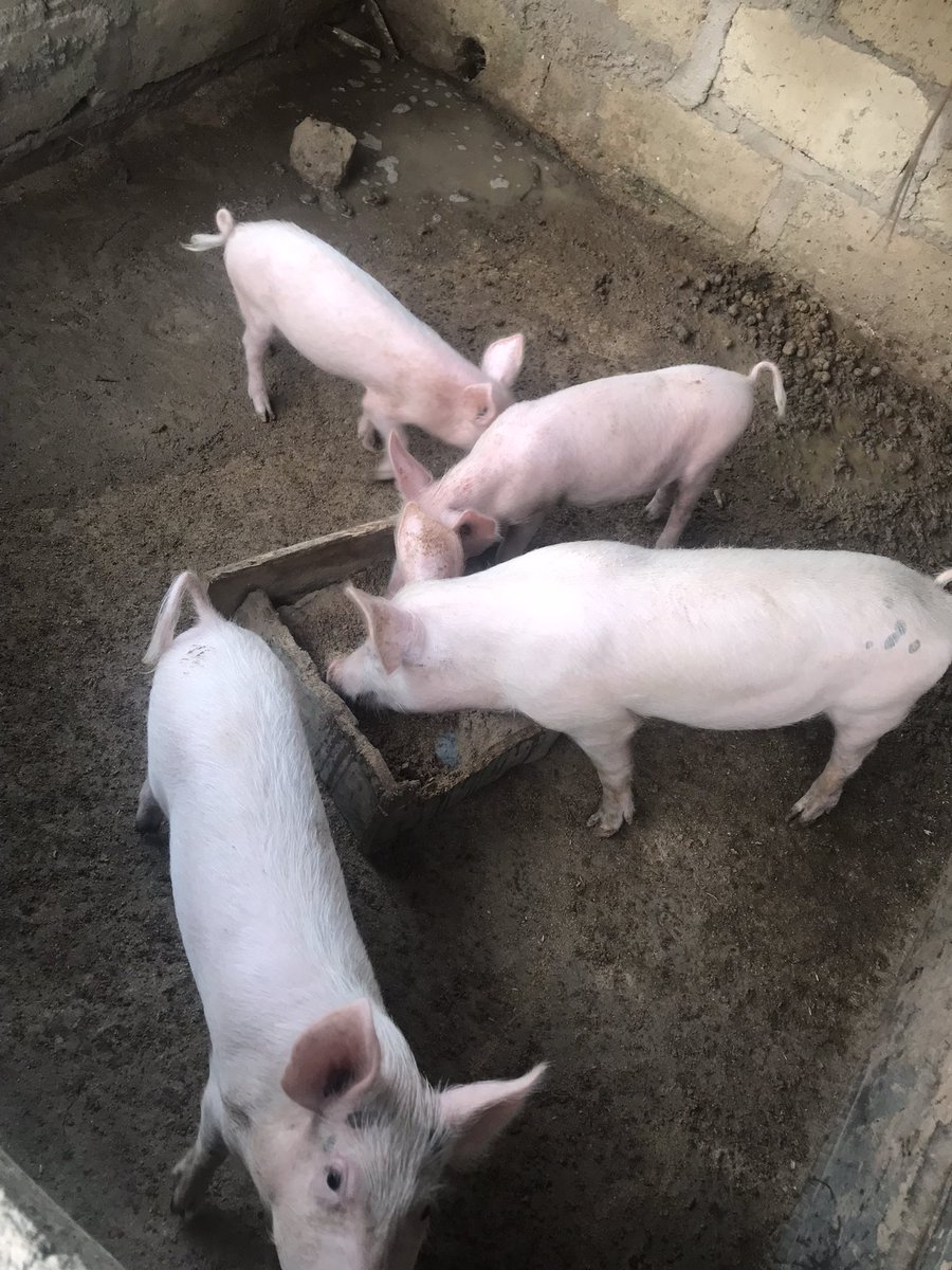 _DCNature's tweet image. My name is Nyamekye.. please kindly call me DC Nature form Takoradi but i currently based in Assin South, Assin Nsuta. I am young energetic farmer. l sell pigs for slaughter..yeah i mean pig for pork..you want to buy please call 0555200351 or 050 0428891..stay with me Thank you❤️