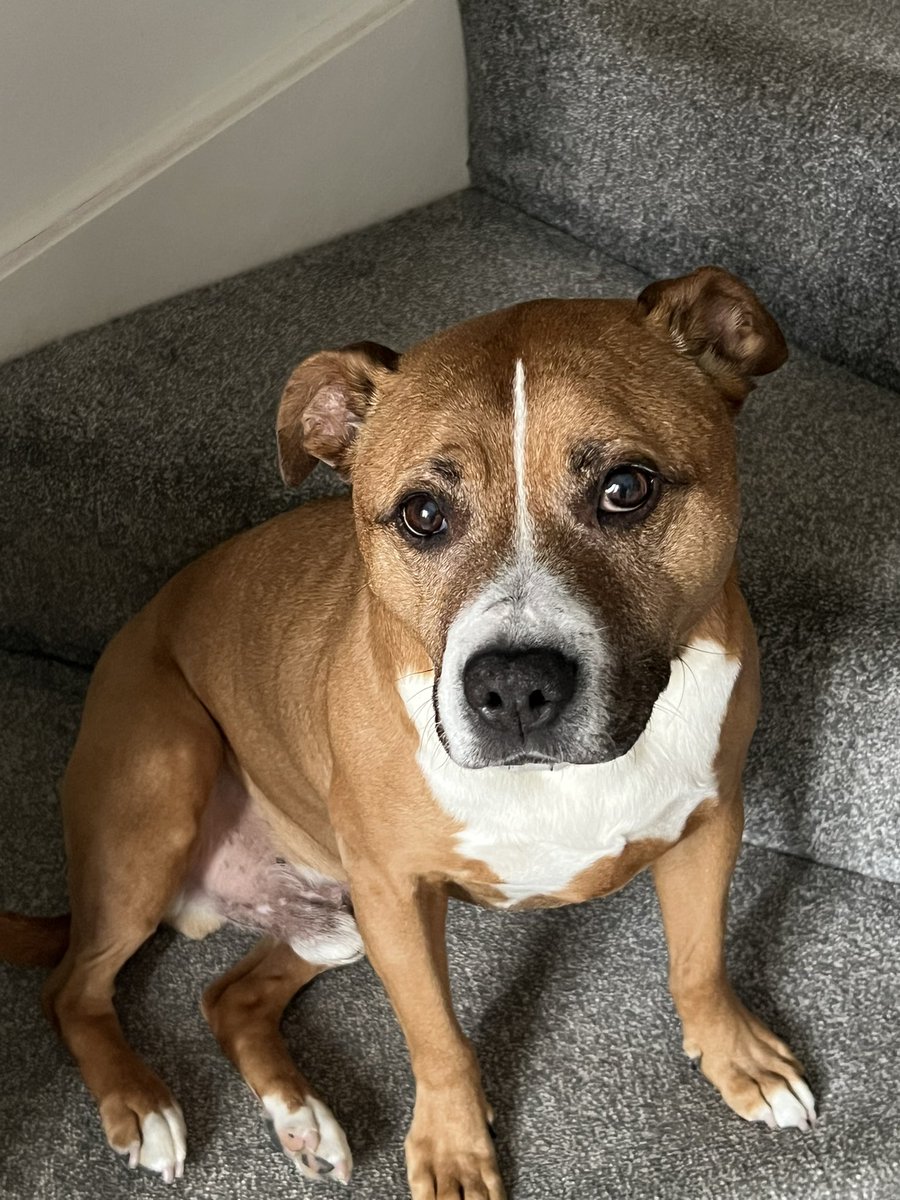 Novak Fan England 2️⃣4️⃣ 🐊🐺 4️⃣2️⃣8️⃣ #7 tweet media