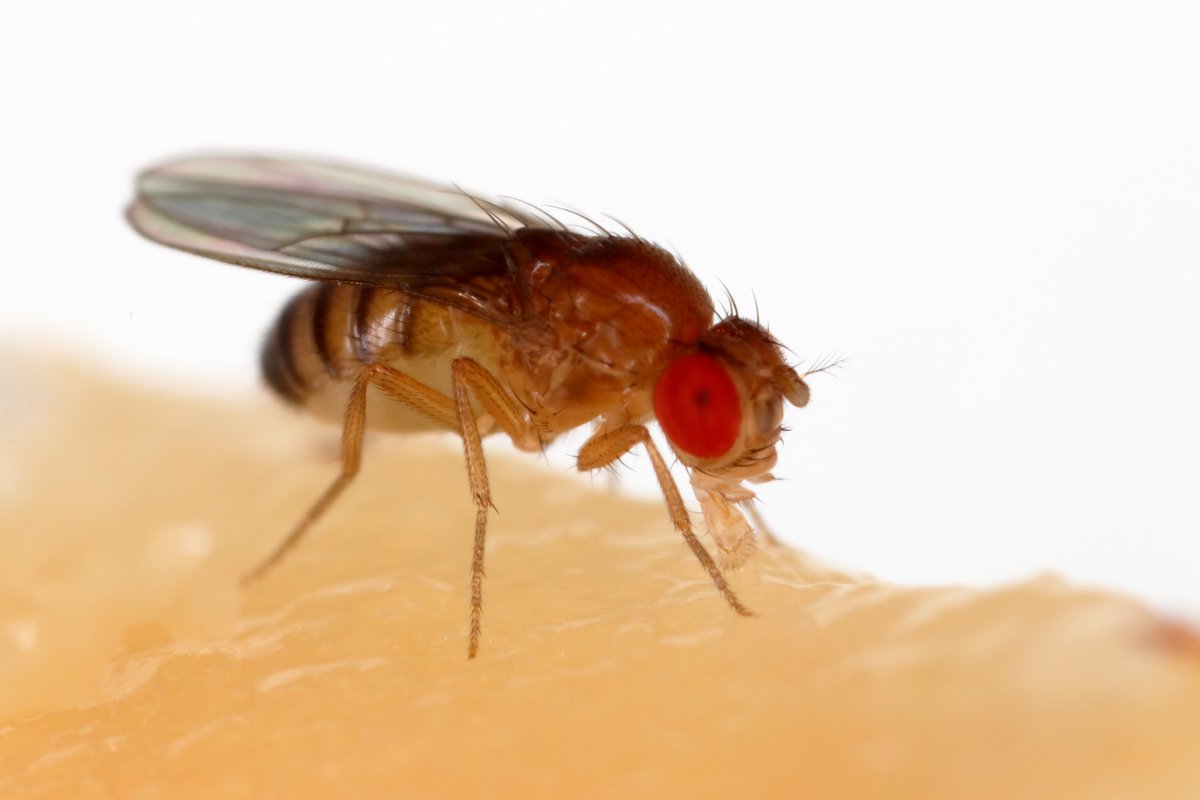 Grant C. McDonald (@gcmcdon) on Twitter photo Does the ratio of males to females predictably influence the ability to monopolise mating partners? Is male sexual selection more intense when femaleIs are rare? 🪰♂️♀️
We investigated by manipulating sex ratios in fruit flies in our new #OA manuscript published in <a href="/EvolLetters/">Evolution Letters</a> Does the ratio of males to females predictably influence the ability to monopolise mating partners? Is male sexual selection more intense when femaleIs are rare? 🪰♂️♀️
We investigated by manipulating sex ratios in fruit flies in our new #OA manuscript published in <a href="/EvolLetters/">Evolution Letters</a>