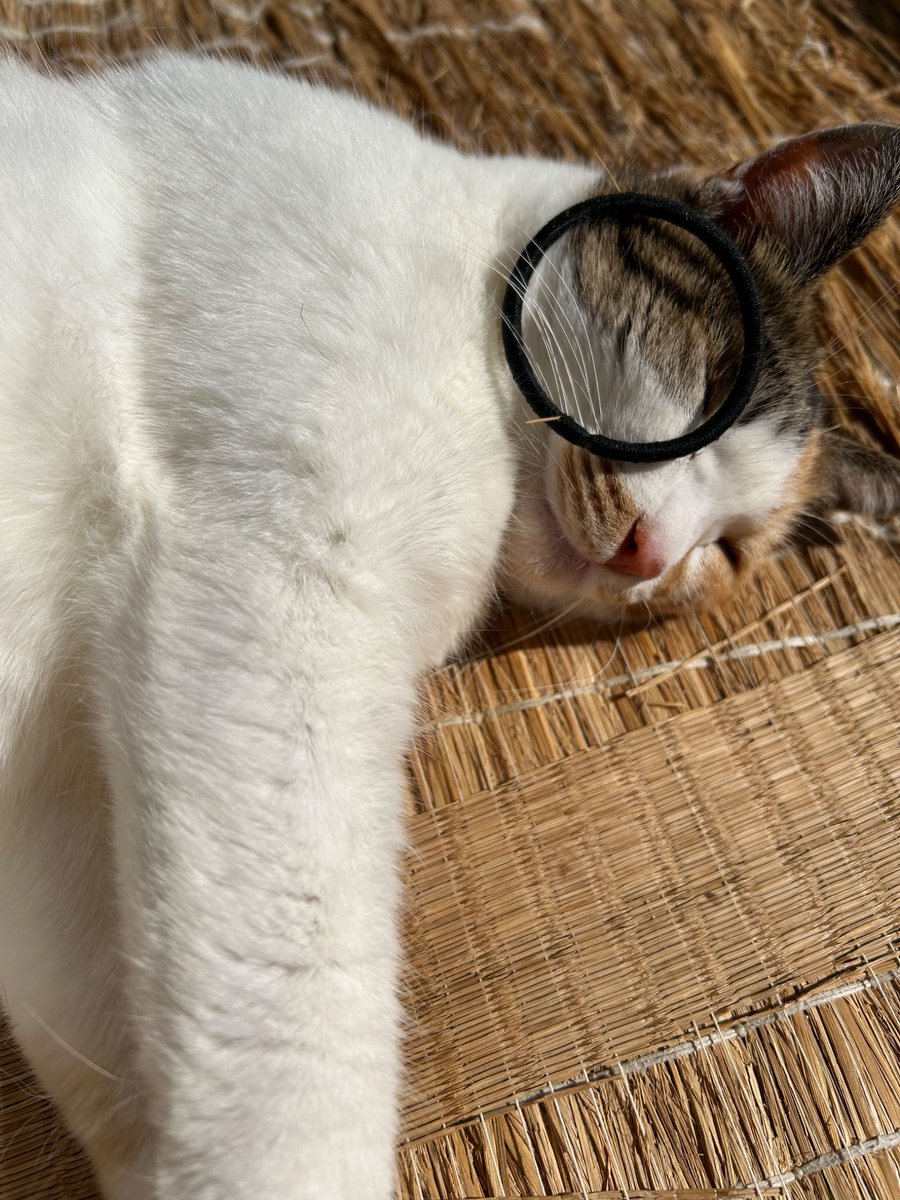 Ke2360Su's tweet photo. ゴムで遊び疲れたメイ
#猫のいる暮らし #猫好きさんと繋がりたい #cat #三毛猫 https://t.co/i9pUid7h4B
