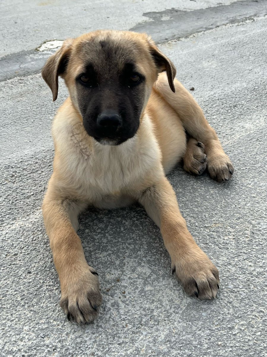 ❗️ ULTIMI APPELLI… MARTE RISCHIA DI NON TROVARE FAMIGLIA… MA PERCHÉ?

⭕ Info: PER FAVORE NON CHIAMARE. ESCLUSIVAMENTE SE REALMENTE INTERESSATI via Whatsapp al +39 327 760 7352

🚼 Data di nascita: tre mesi e mezzo 
📏 Taglia: media (25-28 kg da adulto)

Santa Margherita (AG)