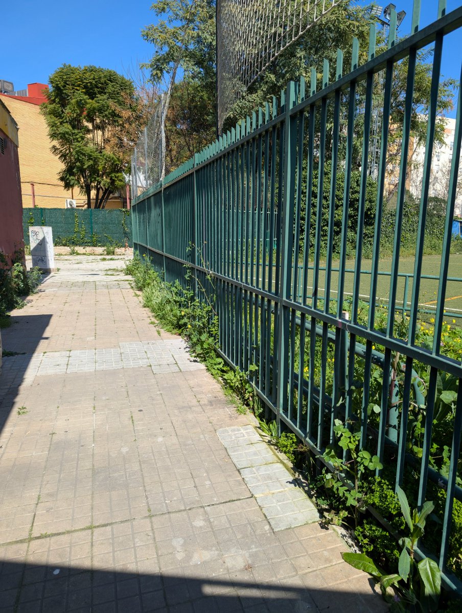 CCulturalAlmena's tweet photo. Buenas tardes @Ayto_Sevilla @Dto_Norte @IMDSevilla pedimos por favor la limpieza y desbroce del Centro Deportivo Almena, cada "X" tiempo, tenemos que limpiar todo lo que sale del Centro Deportivo hacia nuestro barrio. https://t.co/K5sIqWoyzm