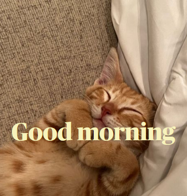 Good Morning - Bom dia, galera! 

Good Evening for all 🌙