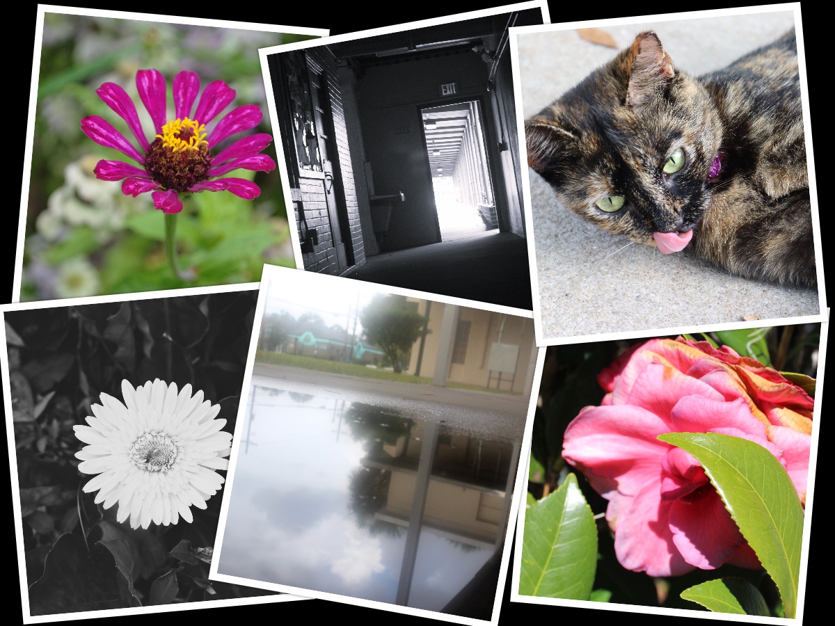 OGAOCPS's tweet photo. Please join us in congratulating the following Creative Photography students who will have their work on display in the Arts in Our School Month Exhibition at the Ronald Blocker Educational Leadership Center, Aurora, Cadence, Everett, Isaac, Jacob, and Teddy! #ocpsArts https://t.co/fbxT2jeZwl