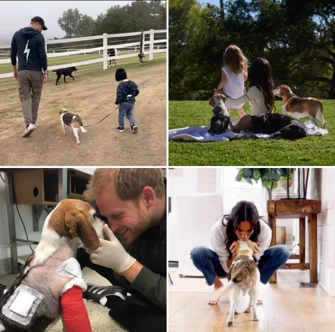 ZandiSussex's tweet photo. On Tuesday we get to see sweet little Guy in ‘With Love Meghan’. Am super excited to get to get to know him better &amp; the joy he brought to Meg and her beautiful family.💕🐶🐾

#WithLoveMeghan 
#WithLoveMeghanOnNetflix 
#RIPGuy https://t.co/lHMhmy2Oc7