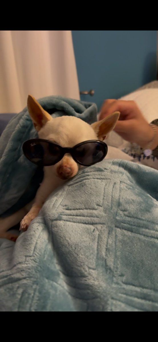 yeopjm's tweet photo. gm I’m 27 today and almost 5 months pregnant livin life🤣🥳 (miss my little dog) https://t.co/BjSlKRwDTz