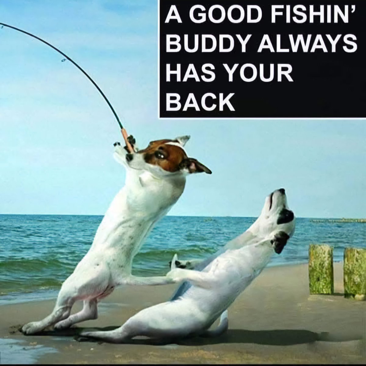 Or the Landing Net.