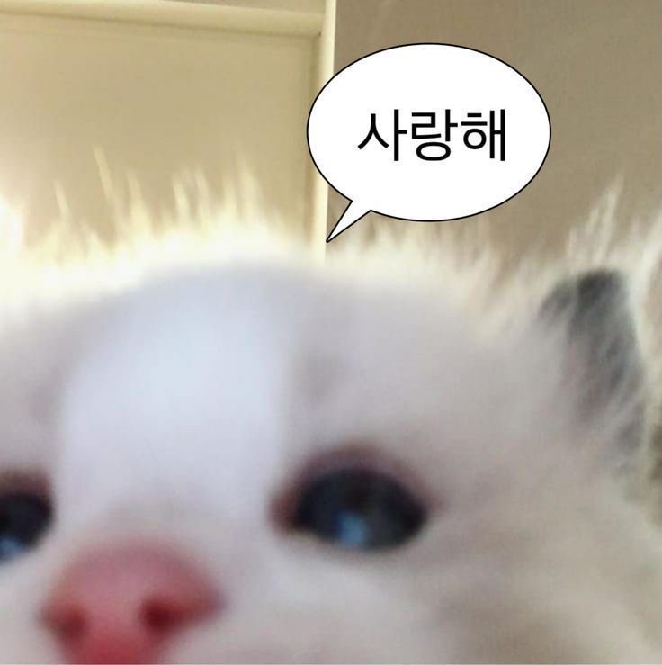 사람은 무언가 사랑을 해야 되는 거 같아요 열심히 앞으로 사랑하려고요 다정이라는 이름으로 여전하게 여러분들을 사랑하겠습니당  사랑해 📢❗️🫶🏻

고양이 오랜만에 도장 꾸욱 찍고 갑니다 😽💗🐾