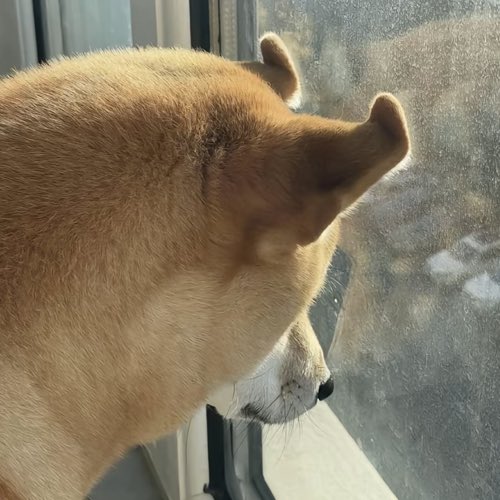 bnbmemeboy's tweet photo. Ok, aped the #SADDOGE at 20K mc! With this market conditions, this sad 😢 dog 🐕 deserve higher! Let’s help this sad dog to be happy 😊! 

Ca: Dd38wrmbC61iD8XZfw99SrNJ4vcpgmjH2uWXevY4pump https://t.co/CtSMCAVgNh