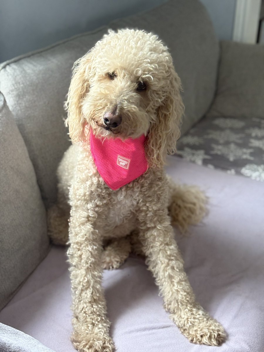 Lulu says "don't forget to wear your pink shirt today!"