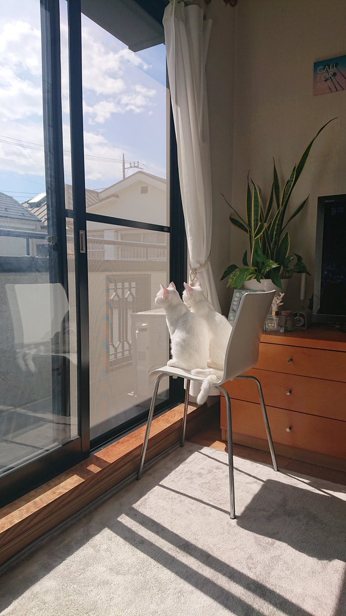 pom_powa_nyan's tweet photo. お外見る時は一緒にね、って決めてる双子がこちらです https://t.co/htClSUOOKr