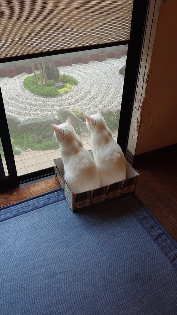 pom_powa_nyan's tweet photo. お外見る時は一緒にね、って決めてる双子がこちらです https://t.co/htClSUOOKr