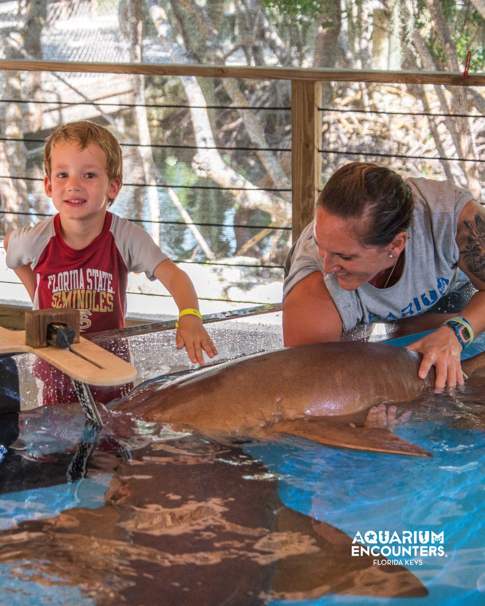 FLKeysAE's tweet image. Get up close with our nurse sharks in the Big Shark Bay Encounter! 🦈 Assist our marine biologists in training and feeding adult nurse sharks, all while learning about their unique behaviors. Safe, personalized, and perfect for all ages!