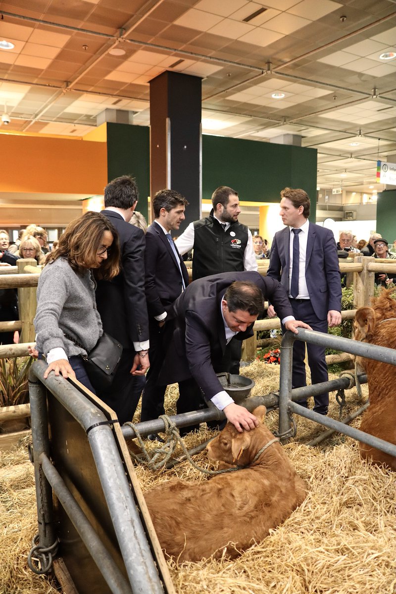 AurelienPradie's tweet image. Avec Oupette, vache limousine, égérie 2025 du Salon de l’Agriculture #SIA2025
@RSCactu @GuillaumeLEPERS @phdumont @IsabellePERIGA2 @CMoulenat