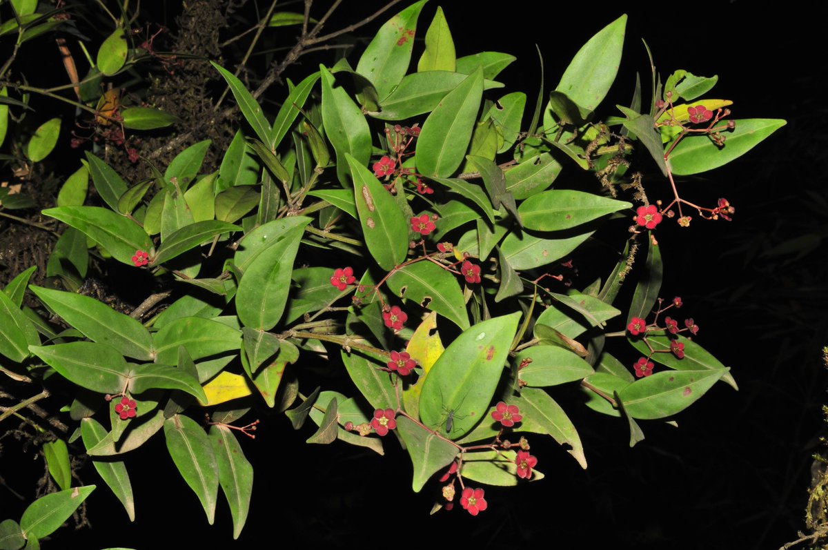 PhytoKeys's tweet photo. Researchers describe and illustrate Euonymus pushpagiriensis, a new species in the staff-vine family from the central Western Ghats of Karnataka, India.
🔗 https://t.co/vDgFC9HnRW
#Celastraceae https://t.co/sgYrTUzcDl