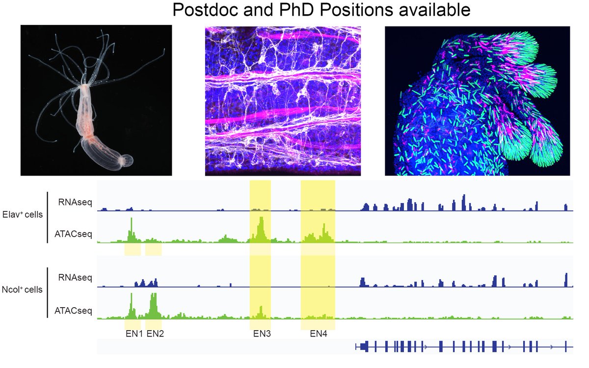 James Gahan (@jm_gahan) on Twitter photo Very happy to have been awarded this grant along with 3 (yes 3) of my <a href="/CCB_Galway/">Centre for Chromosome Biology</a> colleagues. This grant will allow me to start working on Nematostella again and I am actively looking for PhD students and Postdocs. Very happy to have been awarded this grant along with 3 (yes 3) of my <a href="/CCB_Galway/">Centre for Chromosome Biology</a> colleagues. This grant will allow me to start working on Nematostella again and I am actively looking for PhD students and Postdocs.