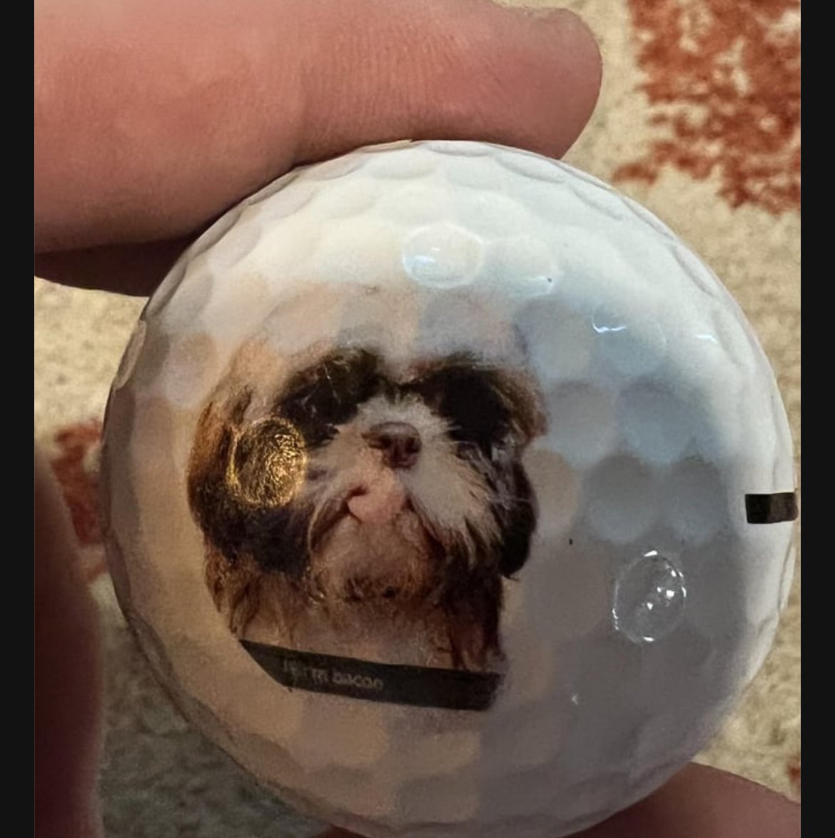 derrickknopsny1's tweet photo. First Bacon loses his nuts, then his owner loses the ball commemorating Bacon losing his nuts. 

Ya hate to see it. https://t.co/yPVWc12Yh0