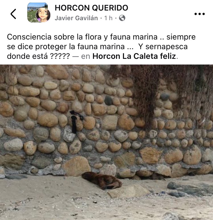 Quecaigan_todos's tweet photo. Hace más de 2 días están pidiendo ayuda para este lobito marino (cría) en #Horcon , ni @sernapesca ni el @sagchile han contestado , ni que hablar de @PuchuncaviMuni y su alcalde @marcosmoralesur .
Tampoco contestan desde la @Armad_Chile para asesorar.
@Damivago @Chileokulto https://t.co/vvlwPSFZtn