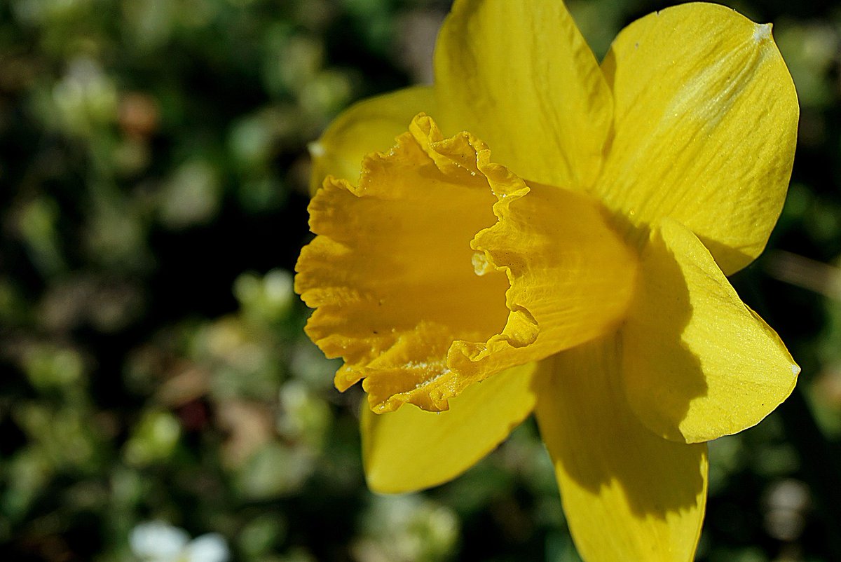 LTP_UK's tweet image. With spring under a month away, now's the perfect time to get paths and patios ready for the new season.  Find out how in our latest blog: ltp-online.co.uk/blog/getting-p… #spring2025 #springjobs #patioclean #pathclean #pavers #cleaningtips #springgarden #patiorenovation #ltp