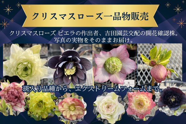 ✨✨園芸好きの皆様へ✨✨ 本日LINE友だち先行でクリスマスローズの一