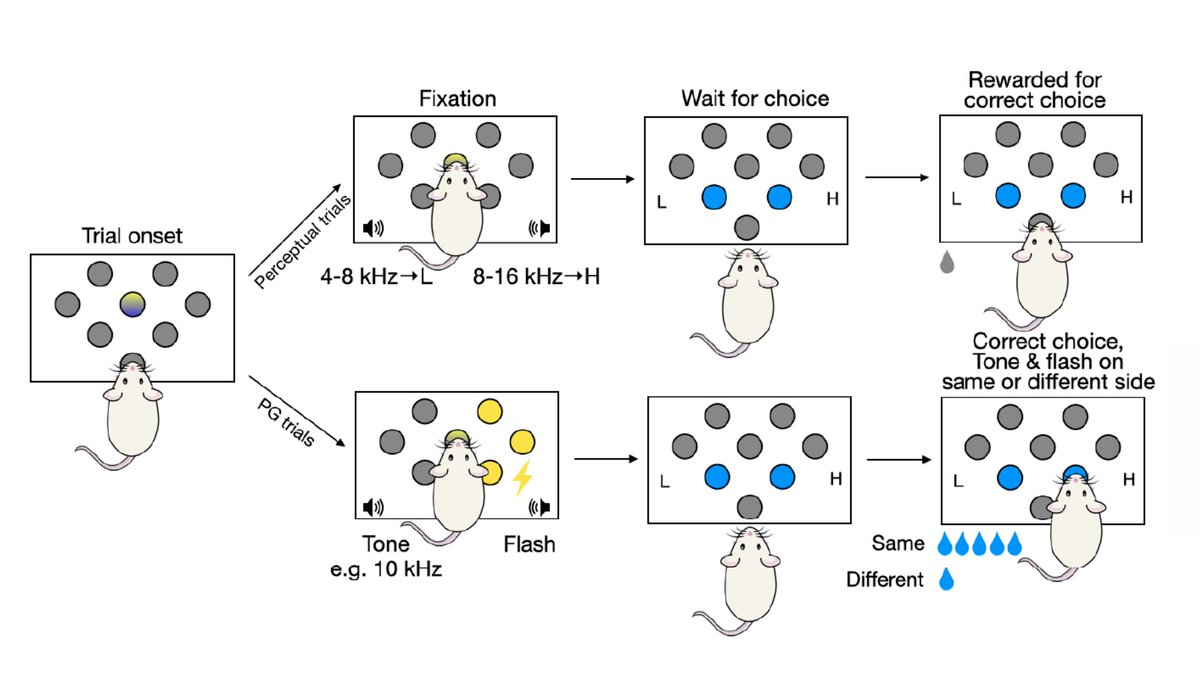 SWC (@swc_neuro) on Twitter photo “You can’t just be confident, you have to be confident about something.”
Research led by <a href="/erlichlab/">Erlich Lab</a> and Xiaoyue Zhu set out to disentangle the different kinds of confidence by designing a perceptual gambling task for rodents.
⬇️
sainsburywellcome.org/web/blog/decod… “You can’t just be confident, you have to be confident about something.”
Research led by <a href="/erlichlab/">Erlich Lab</a> and Xiaoyue Zhu set out to disentangle the different kinds of confidence by designing a perceptual gambling task for rodents.
⬇️
sainsburywellcome.org/web/blog/decod…