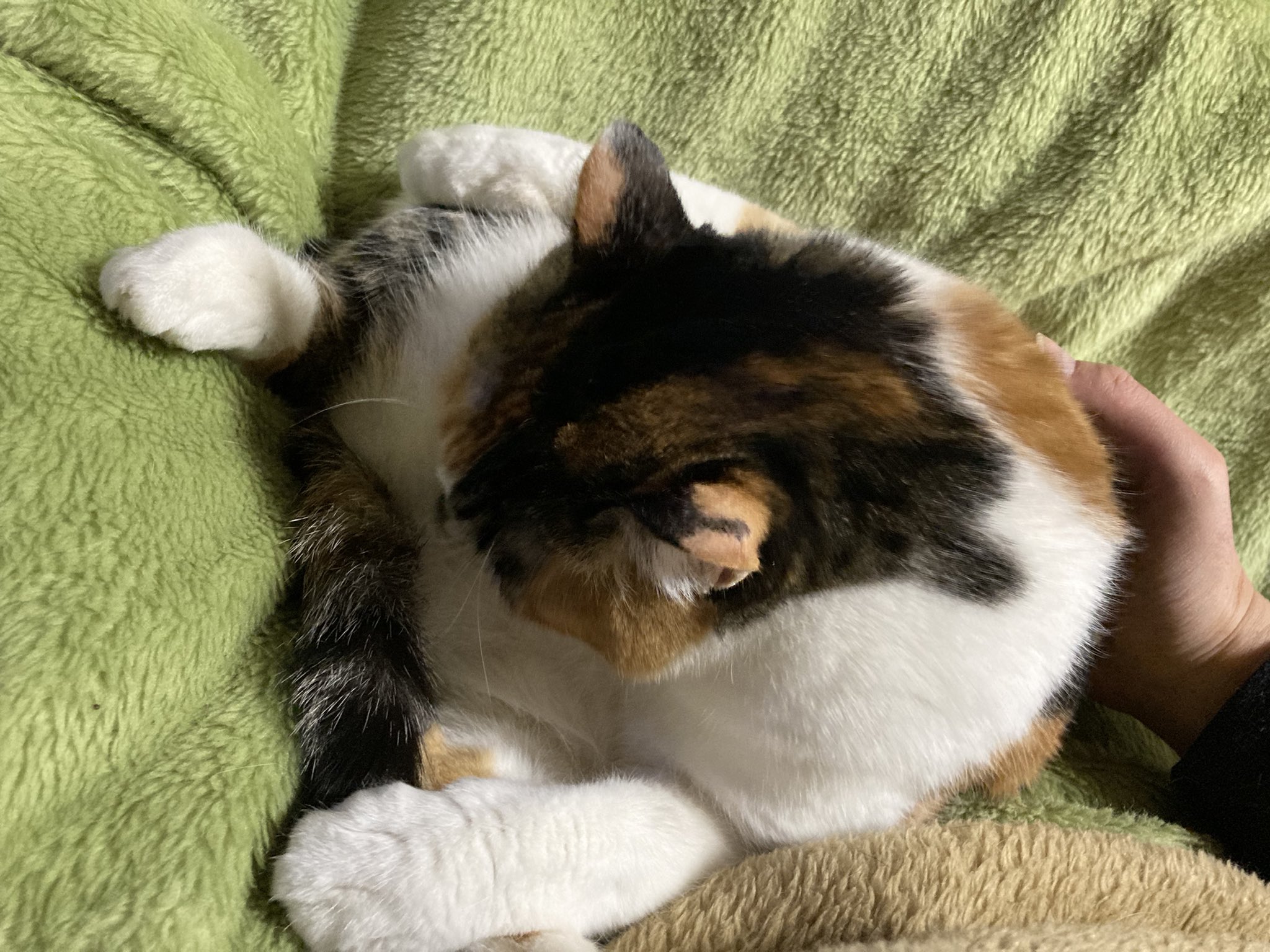 じゃむ猫 (@jamnekodd) / X